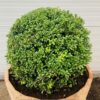 55 liter portvat beplant met Ilex bol (40 cm)