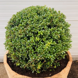 55 liter portvat beplant met Ilex bol (40 cm)
