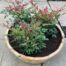 Bloemkuip van portvat beplant met Nandina domestica 'Obsessed'