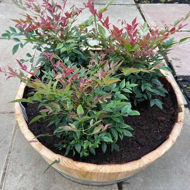 Bloemkuip van portvat beplant met Nandina domestica 'Obsessed'