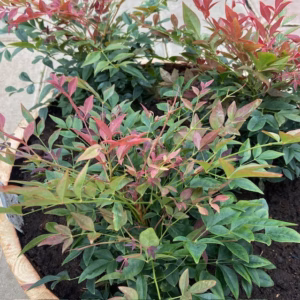 Bloemkuip van portvat beplant met Nandina domestica 'Obsessed'