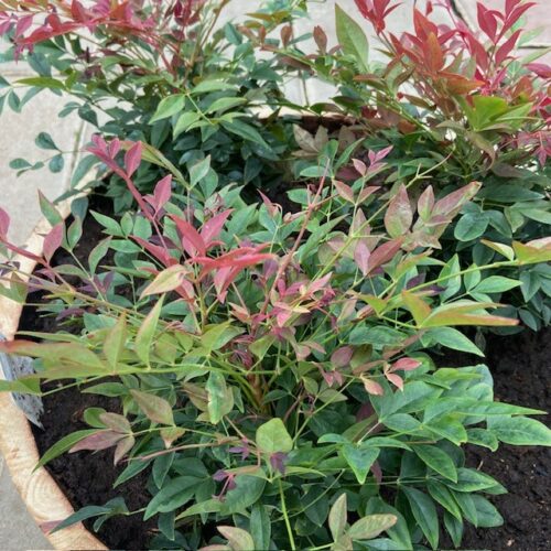 Bloemkuip van portvat beplant met Nandina domestica 'Obsessed'