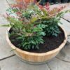 Bloemkuip van portvat beplant met Nandina domestica 'Obsessed'