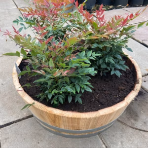 Bloemkuip van portvat beplant met Nandina domestica 'Obsessed'