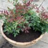 Bloemkuip van portvat beplant met Nandina domestica 'Obsessed'