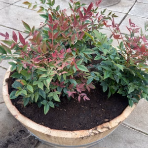 Bloemkuip van portvat beplant met Nandina domestica 'Obsessed'