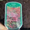 Bloemkuip van portvat beplant met Nandina domestica 'Obsessed'
