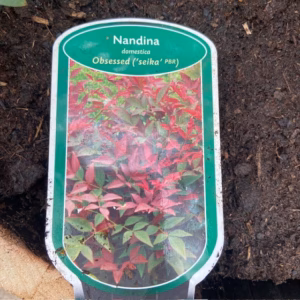 Bloemkuip van portvat beplant met Nandina domestica 'Obsessed'