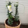 55 liter portvat beplant met witte Toscaanse Jasmijn