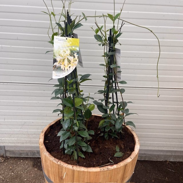 55 liter portvat beplant met witte Toscaanse Jasmijn
