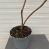 Rhus typhina 'Dissecta' (fluweelboom)