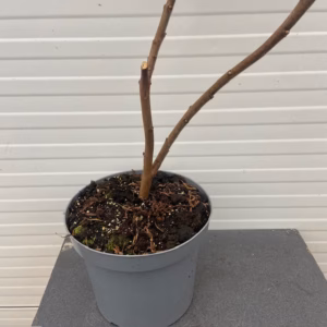 Rhus typhina 'Dissecta' (fluweelboom)