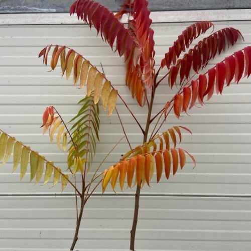 Rhus typhina (fluweelboom)