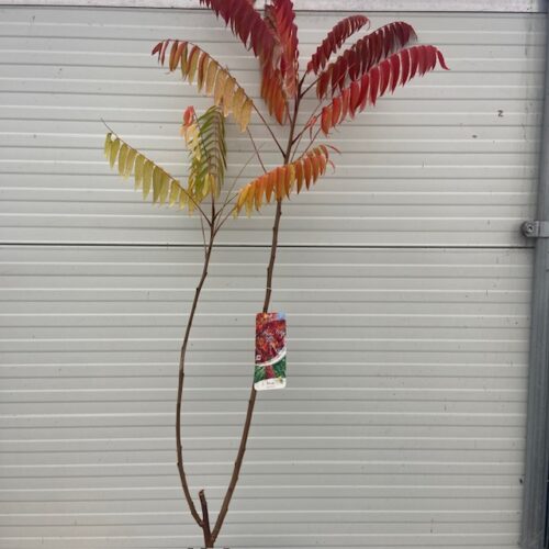 Rhus typhina (fluweelboom)