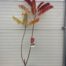 Rhus typhina (fluweelboom)