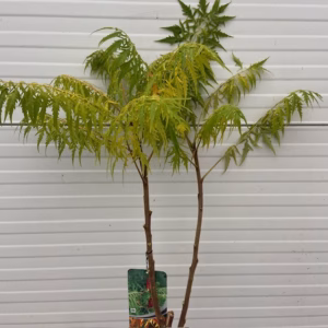 Rhus typhina 'Dissecta' (fluweelboom)