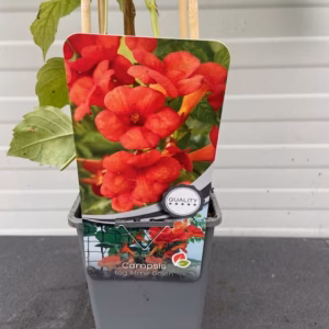 Campsis t. 'Madame Galen' (Kamperfoelie)