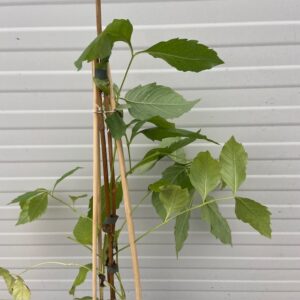 Campsis t. 'Madame Galen' (Kamperfoelie)