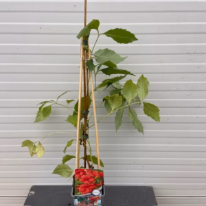Campsis t. 'Madame Galen' (Kamperfoelie)
