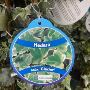 Hedera helix Glacier (Klimop)