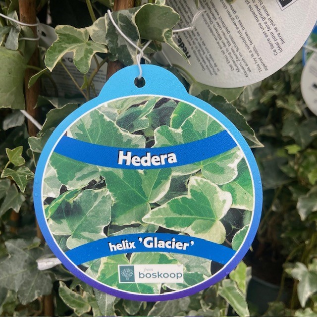 Hedera helix Glacier (Klimop)