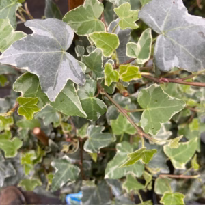 Hedera helix Glacier (Klimop)