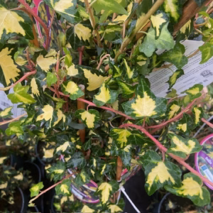 Hedera helix Goldheart (Klimop)