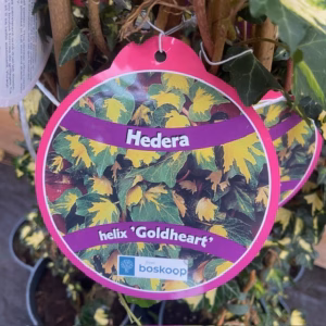 Hedera helix Goldheart (Klimop)
