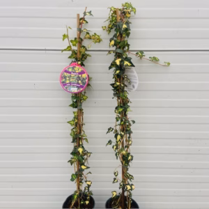 Hedera helix Goldheart (Klimop)