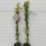 Hedera helix Goldheart (Klimop)