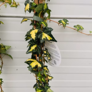 Hedera helix Goldheart (Klimop)
