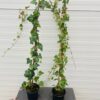 Hedera helix (klimop)