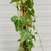 Hedera helix (klimop)