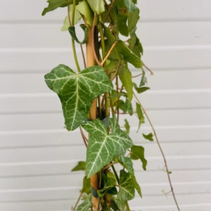 Hedera helix (klimop)
