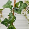Hedera helix (klimop)