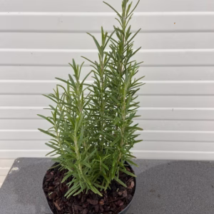 Rosmarinus officinalis (Rozemarijn)