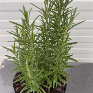Rosmarinus officinalis (Rozemarijn)