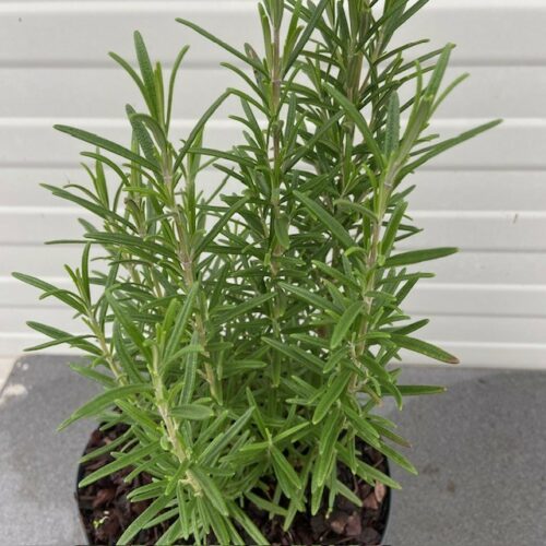 Rosmarinus officinalis (Rozemarijn)