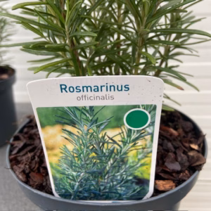 Rosmarinus officinalis (Rozemarijn)