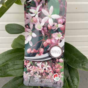 Clematis 'Apple blossom'