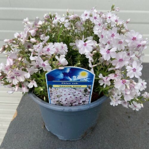 Phlox 'Amazing Grace' (Vlambloem)