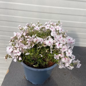Phlox 'Amazing Grace' (Vlambloem)