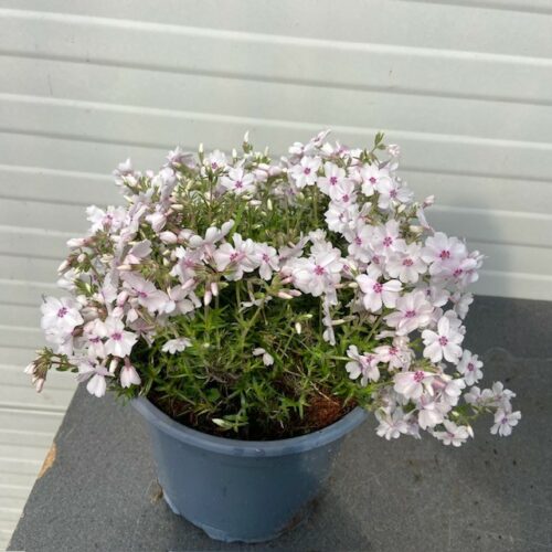 Phlox 'Amazing Grace' (Vlambloem)