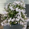 Phlox 'Amazing Grace' (Vlambloem)