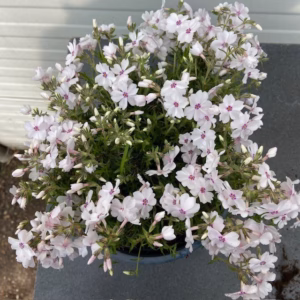 Phlox 'Amazing Grace' (Vlambloem)