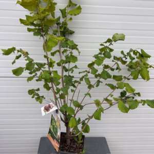 Corylus avellana 'Cosford' (Hazelnoot)