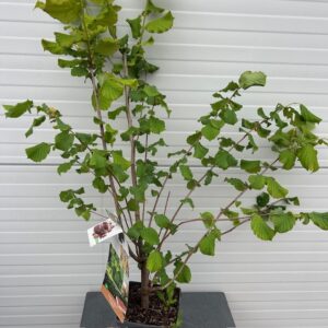Corylus avellana 'Cosford' (Hazelnoot)