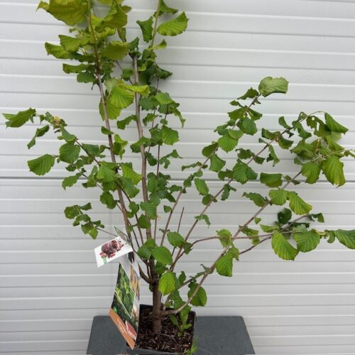 Corylus avellana 'Cosford' (Hazelnoot)