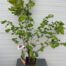 Corylus avellana 'Cosford' (Hazelnoot)