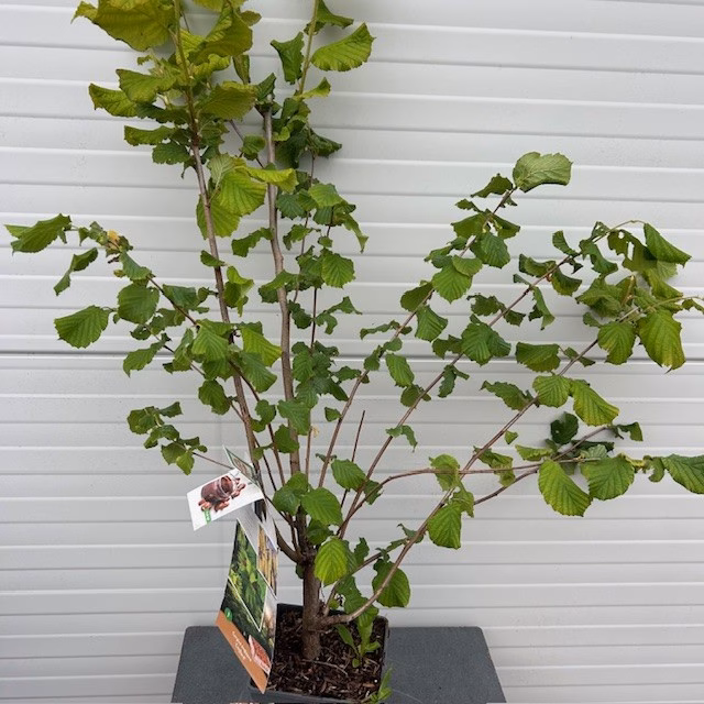Corylus avellana 'Cosford' (Hazelnoot)